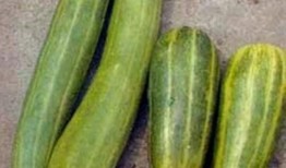 蒸生瓜整个吃,尽享天然美味与营养