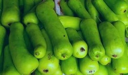 吃蒲瓜腰痛,探寻天然疗愈的秘密