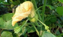 吃瓜产花,揭秘娱乐圈的甜蜜与苦涩