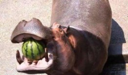 什么动物喜欢吃瓜,揭秘喜食瓜果的动物世界