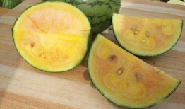 吃瓜20公分,吃瓜20公分背后的惊人真相