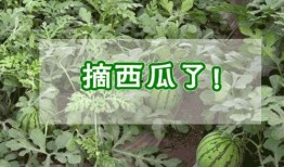 石家庄鹿泉 吃瓜,探寻石家庄的夏日消暑美食之旅