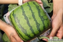 火爆吃瓜结局,真相大白，反转再反转！