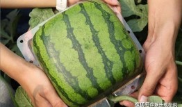 火爆吃瓜结局,真相大白，反转再反转！