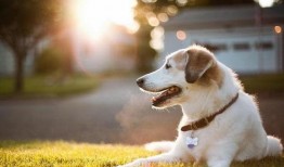 宠物吃瓜看戏视频,欢乐无限萌态再现