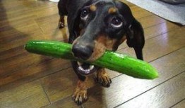 偷瓜吃的狗,一场田园趣事