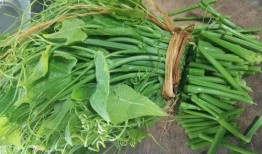 常吃佛手瓜游戏,健康生活新体验