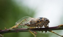 吃瓜群众金蝉视频,揭秘娱乐圈幕后故事，吃瓜群众带你一探究竟