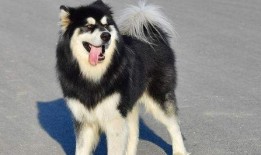 偷瓜吃的狗,一场田园趣事