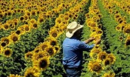 向阳花吃瓜,品味生活百态