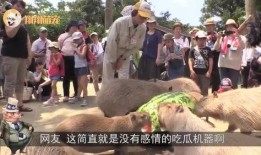 水豚吃瓜视频播放,萌态十足引网友爆笑