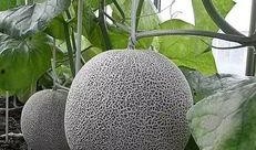 郑州吃瓜lv,跟随吃瓜lv解锁地道风味