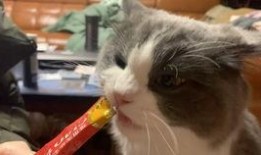 喵喵喵吃瓜,揭秘娱乐圈那些不为人知的幕后故事