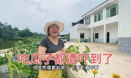 向阳花吃瓜,品味生活百态