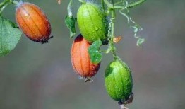 野外王瓜可以吃吗,可食用还是危险？揭秘其食用之谜