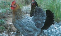 吃瓜女的猩猩,揭秘动物界的“八卦”达人