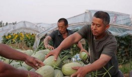 吃瓜要去蕊,探寻“要去蕊”背后的故事