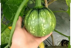 小风扇吃瓜视频,揭秘网红美食背后的秘密