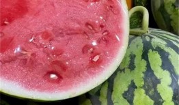 吃麒麟瓜声控,麒麟瓜的神秘呼唤