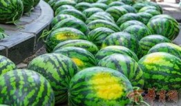 贵州大学天台吃瓜,一场别开生面的“吃瓜”盛宴