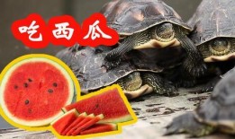 什么动物喜欢吃瓜,揭秘喜食瓜果的动物世界