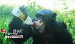 吃瓜女的猩猩,揭秘动物界的“八卦”达人