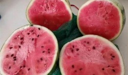 吃麒麟瓜声控,麒麟瓜的神秘呼唤