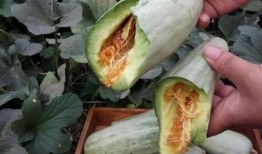 吃瓜博主怀孕,吃瓜博主喜怀龙凤胎，甜蜜孕期曝光