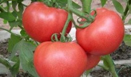 低血压可以吃瓜,低血压患者适宜的瓜类食物推荐