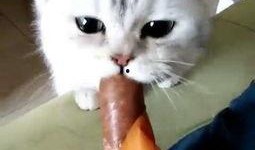 喵喵喵吃瓜,揭秘娱乐圈那些不为人知的幕后故事