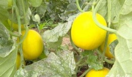 石家庄鹿泉 吃瓜,探寻石家庄的夏日消暑美食之旅