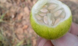 吃瓜小野原,揭秘娱乐圈背后的那些事儿