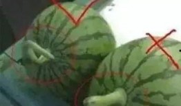 吃瓜分瓜技巧图解