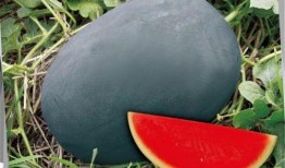 黑高瓜怎么吃,探索美味与营养的完美结合