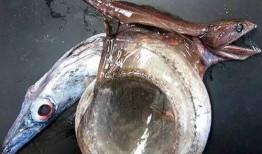 福建渔民吃瓜事件,一场引发社会关注的争议