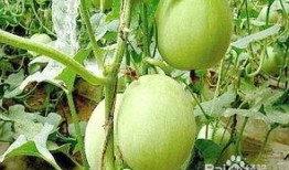 吃瓜博主怀孕,吃瓜博主喜怀龙凤胎，甜蜜孕期曝光