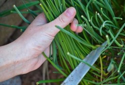 清和风吃瓜,揭秘娱乐圈幕后故事