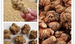 三七瓜好吃吗怎么吃,探索最佳食用方法与口感享受