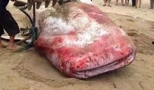 福建渔民吃瓜事件,一场引发社会关注的争议