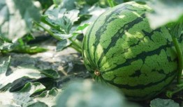 小尧吃瓜组,揭秘娱乐圈那些不为人知的幕后故事