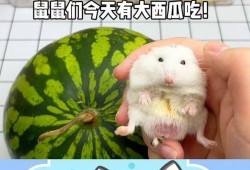 老鼠简笔画吃瓜,夏日清凉一“画”